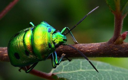 Iridescent beetle.