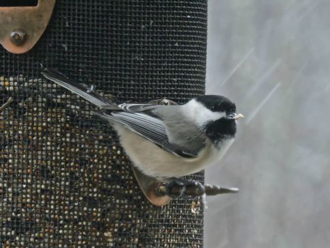 Chickadee on a snowy Thanksgiving day