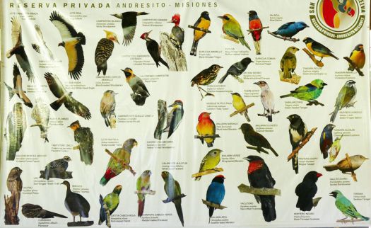 Solve Bird Chart!! jigsaw puzzle online with 416 pieces