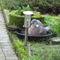Starling: "Just a check if the temperature of your Spa is okay, Mr. Pigeon".....