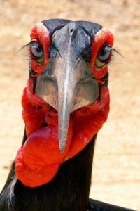 Southern Ground Hornbill (Bucorvus leadbeateri) in South Africa