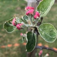 Apple-blossom in my garden spring 2019