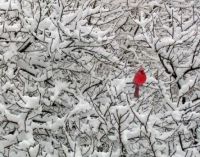 Snow Cardinal