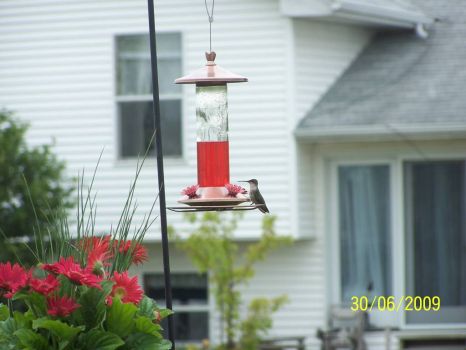 hummingbird on my deck