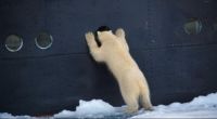 Curious Polar bear (Ursus maritimus)
