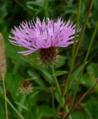 happy thistle
