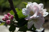 Bramley's Seedling blossoms 2