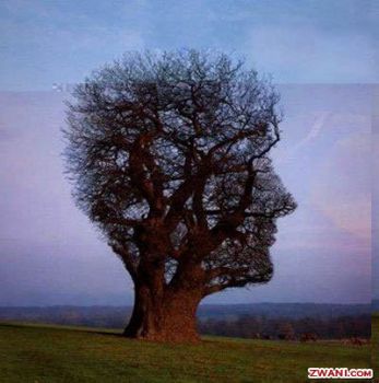 Tree shaped like a Head