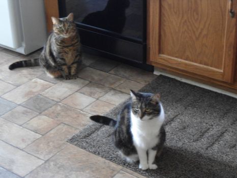  Keida and Hazel Waiting for treats