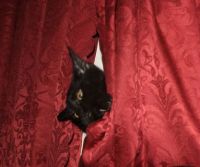 bat curtain small