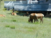 A bull and a few cow elk