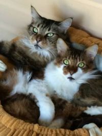 Duke & Shawnie - Maine Coons