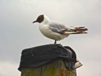 Blackheaded gull (but their heads are brown)
