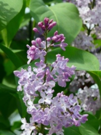 Lilac / sering