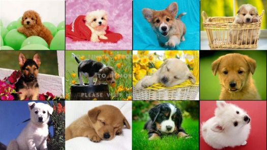 Cute Puppy Collage
