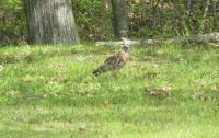 Is this a hawk?  If so, what kind?