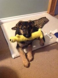 Favorite toy!
