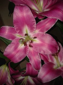 Beautiful lilies