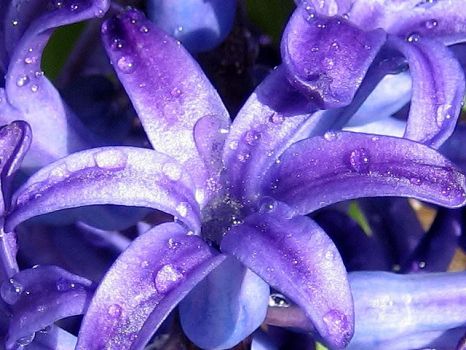 "Light Blue/Lilac Hyacinth."