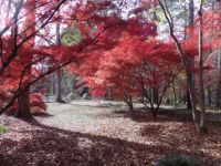 Japanese maple trees