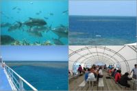 Snorkelling trip to Moore Reef - Cairns