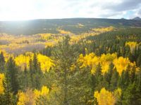 Colorado Aspens in the fall