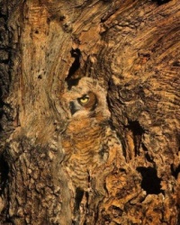 Camo à la Great Horned Owl