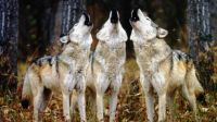 | LARGE | 3 Wolfs Howling