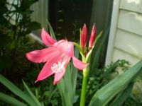 Lily