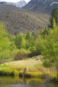 Convict Lake deer