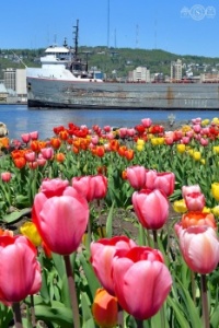 Tulip Time in Duluth, MN