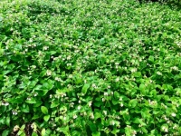 Comfrey