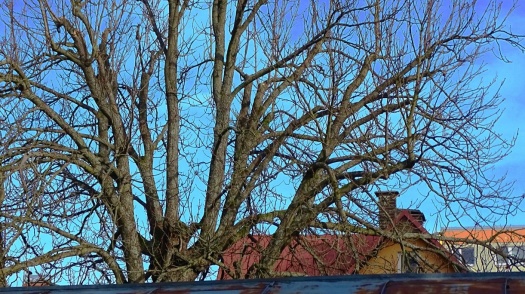 Solve Jírovec maďal Horse chestnut jigsaw puzzle online with 15 pieces