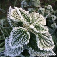 winter frost 2