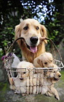A Basket Full of Love