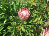 Protea cynaroides, Kirstenbosch