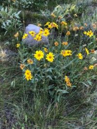 Wild flowers