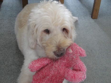 Winnie with her pink bunny