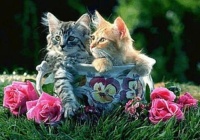 Kittens In Bloom (#1) 😻