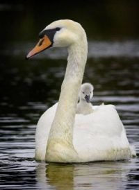Swan and her cygnet