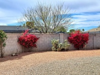 Bougainvilleas