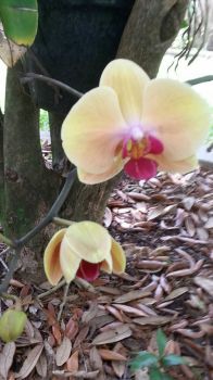 My Pretty Orchid