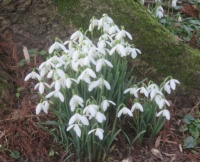 Snowdrops