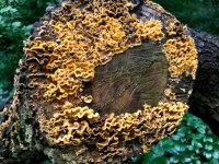 Frilly Fungus Taking Over Fallen Log