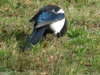 Magpie Posing