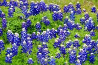 Texas Bluebonnets