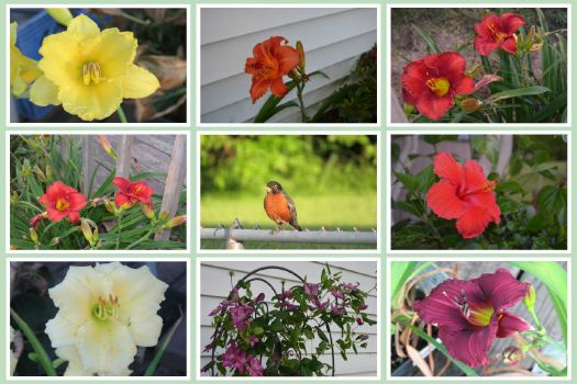 Flowers Around My House and My Friendly Robin
