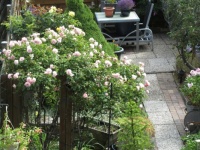Aerial View on My Bonica Rose and Yellow Rose in the back garden