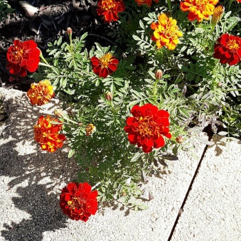 Marigolds in fall