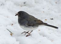 A mouthful for a junco...